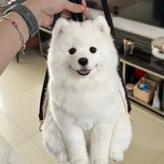 Samoyed Pupack held up by its handles