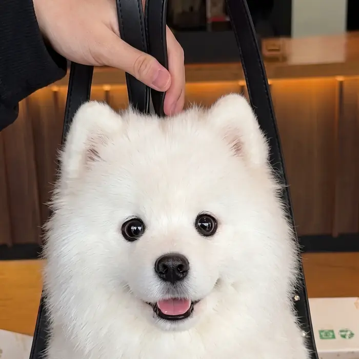 Close-up of the Samoyed Pupack plush face
